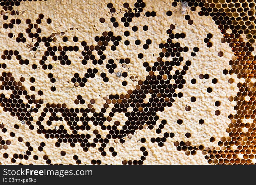 Honey comb and a Bee larvae