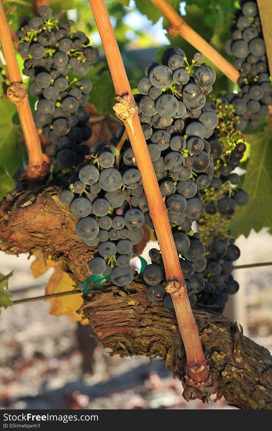 Red wine grapes on the vine with leaves. Red wine grapes on the vine with leaves