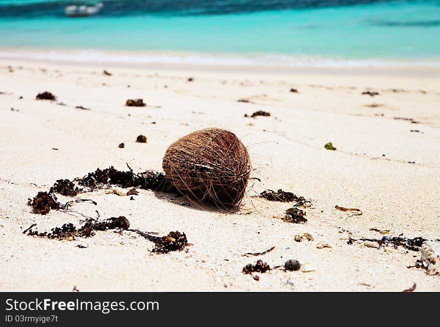 Coconut On A Beach