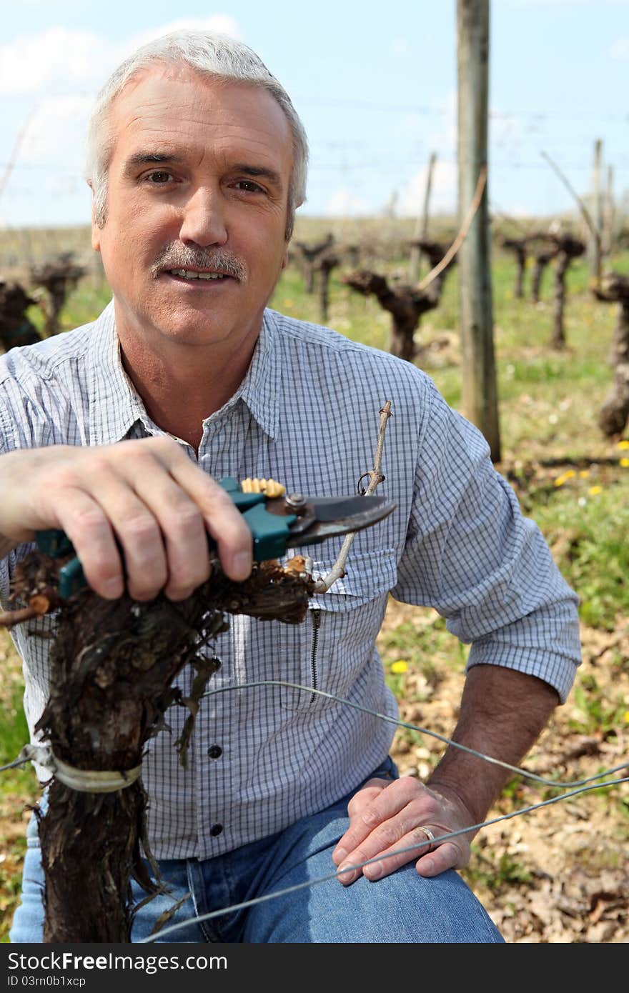 Man works in vineyards with shears. Man works in vineyards with shears