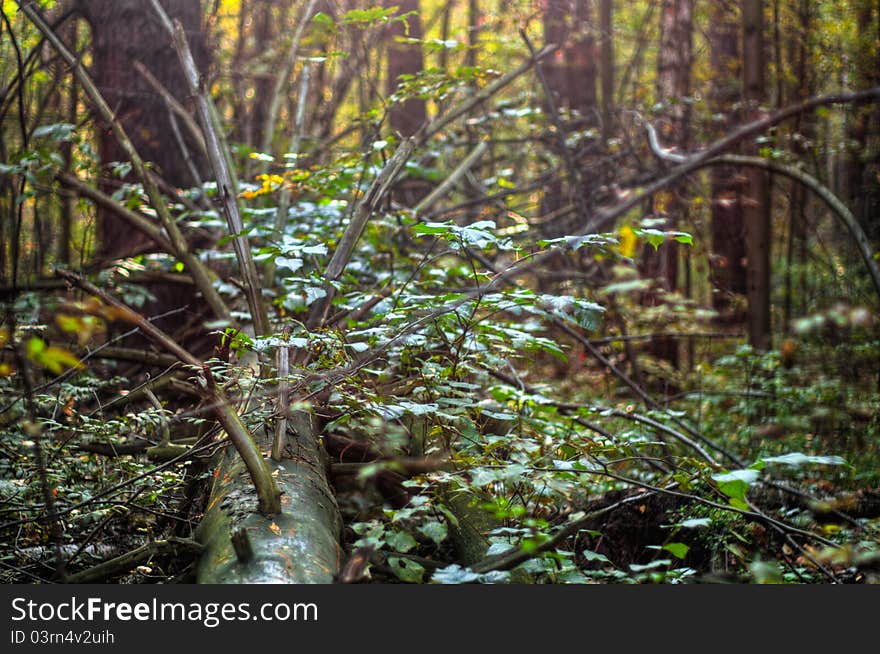 Fallen Tree