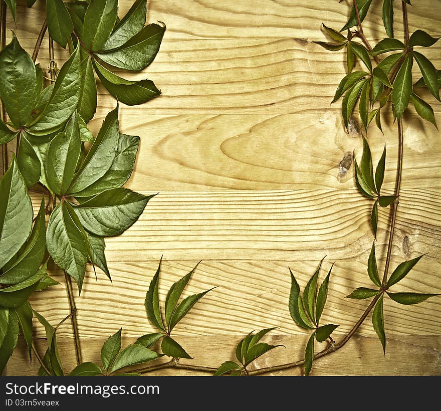 Wild vine branch on wooden background