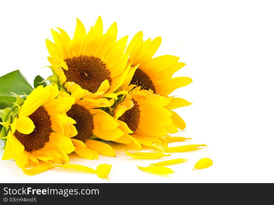 Beautiful bouquet of sunflowers on a white background