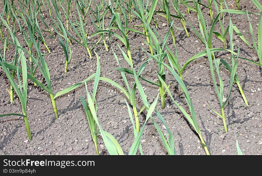 Leek Plants.