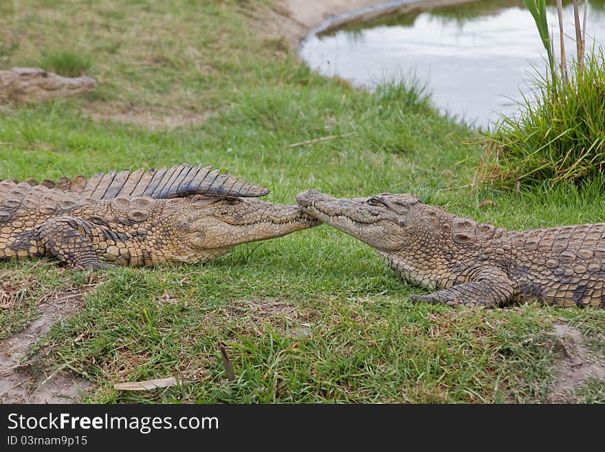 Crocodiles next to a pond touching nose, South Africa. Crocodiles next to a pond touching nose, South Africa