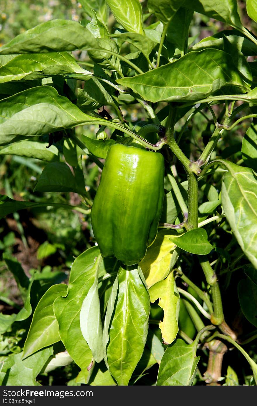 Green sweet pepper outdoors