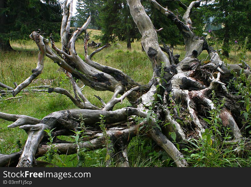 An old tree trunk in the forest