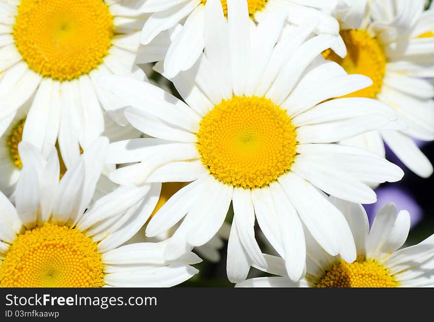 Bouquet of wild camomiles on a background