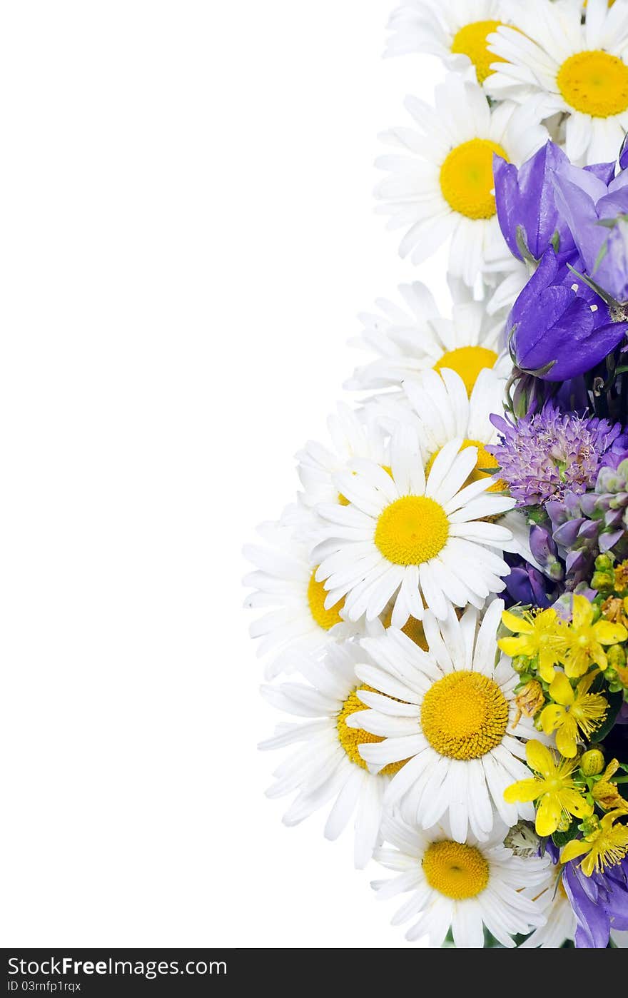 Bouquet of wild camomiles on white