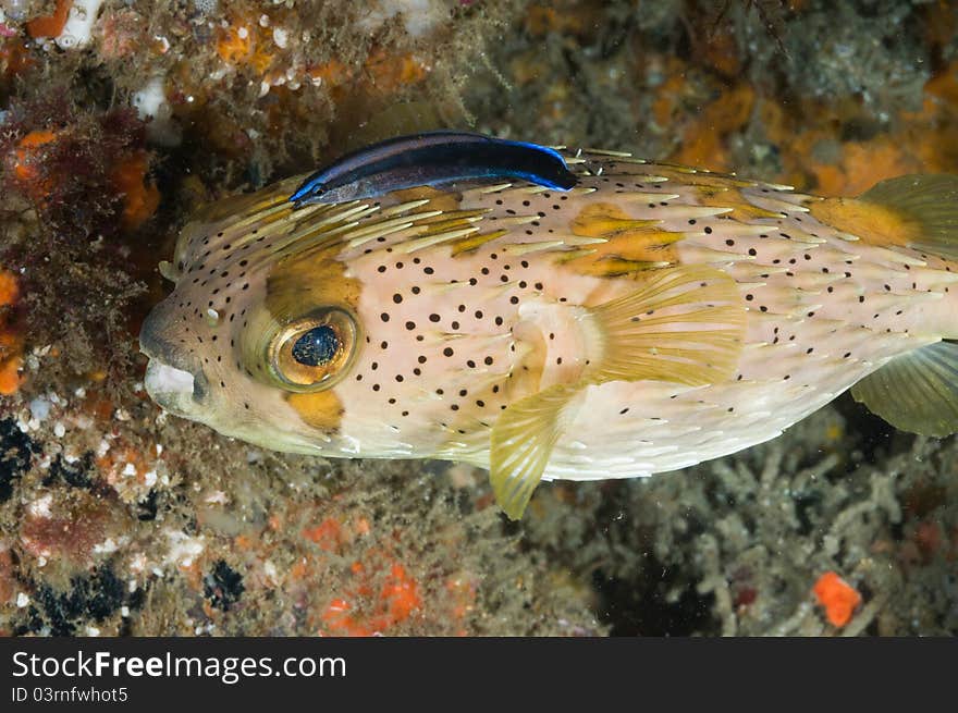 Fish swimming along a coral reef, Zavora, Mozambique. Fish swimming along a coral reef, Zavora, Mozambique