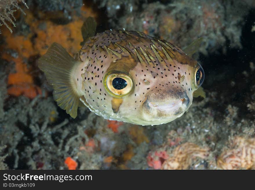 A single fish swimming along a reef, Zavora, Mozambique. A single fish swimming along a reef, Zavora, Mozambique