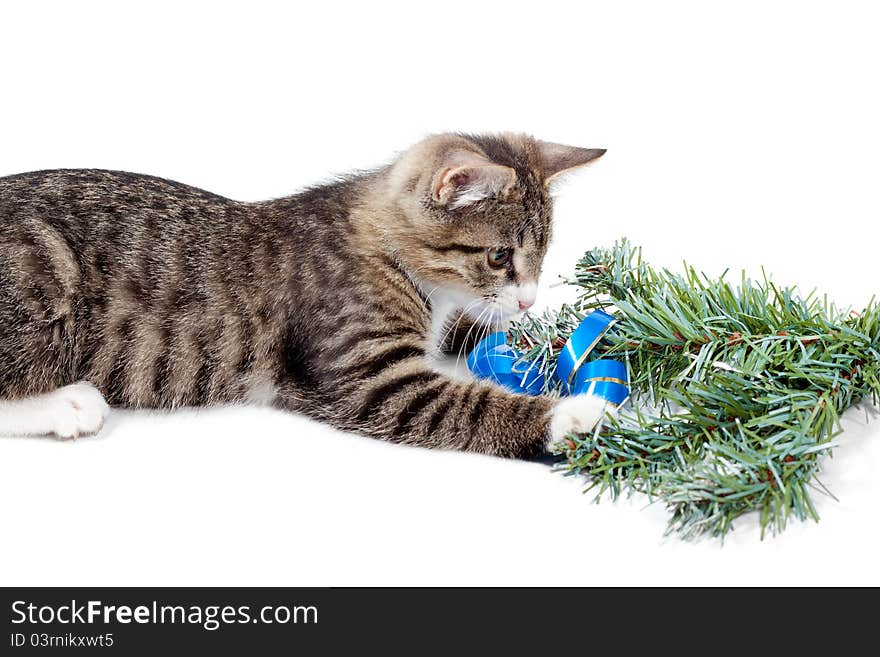 Striped kitten and pine branch on a white background. Striped kitten and pine branch on a white background