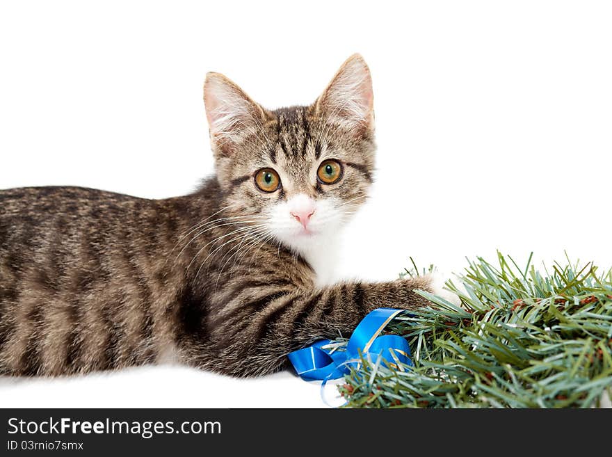 Striped kitten and pine branch on a white background. Striped kitten and pine branch on a white background