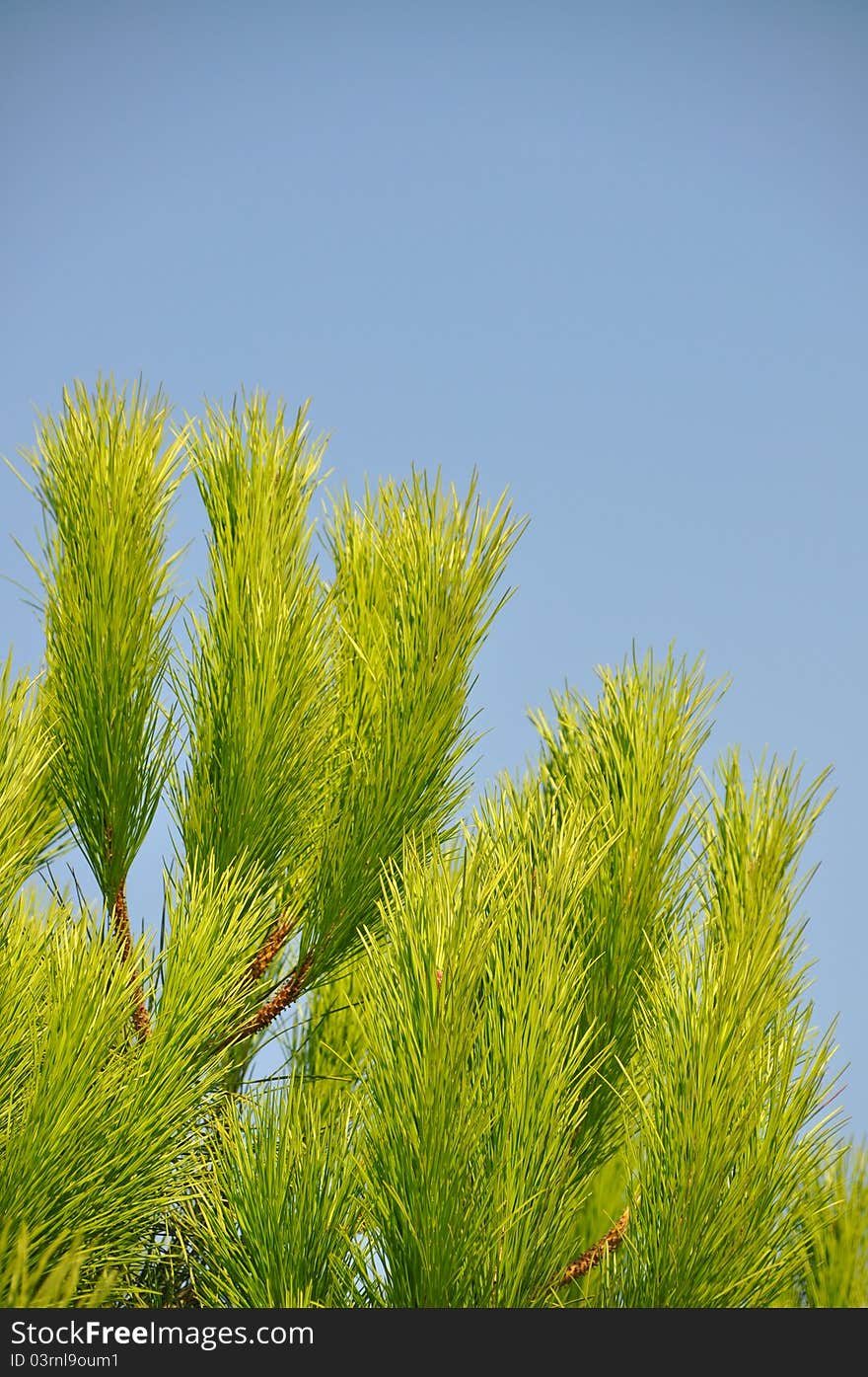 Beautiful needle leaf pine tree