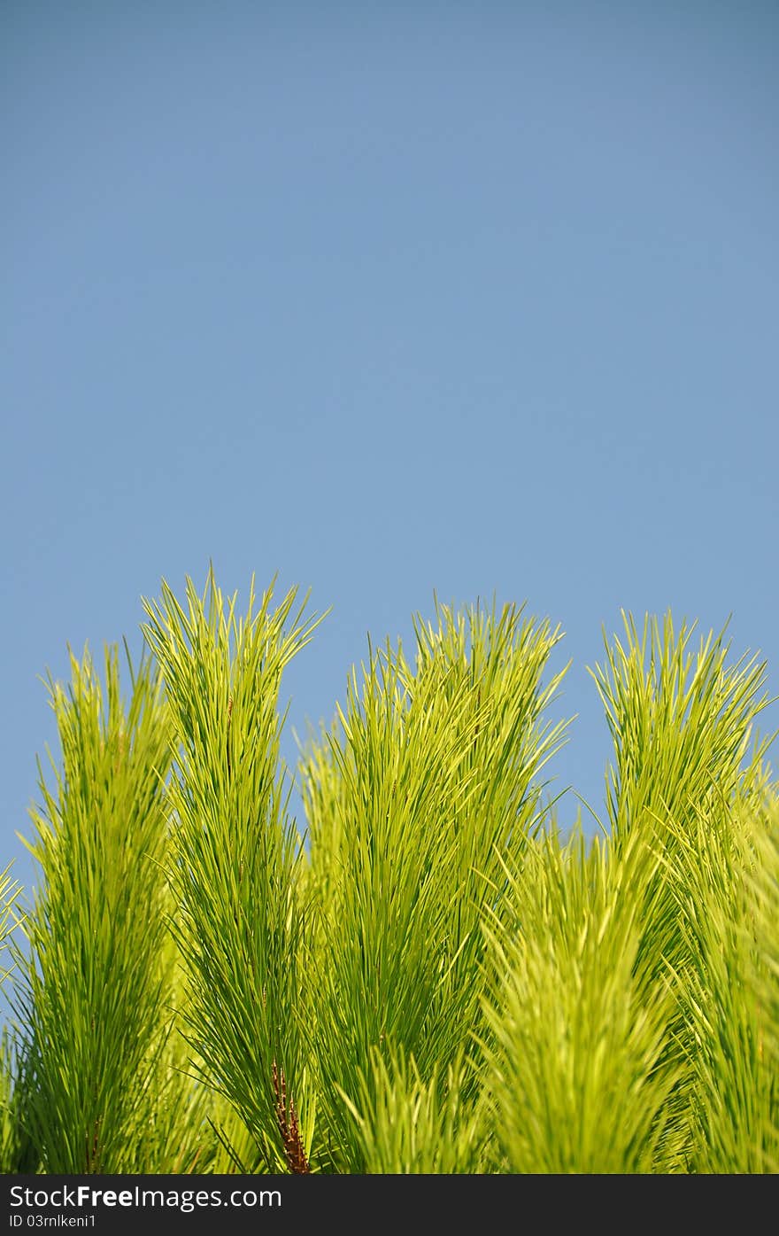 Beautiful needle leaf pine tree