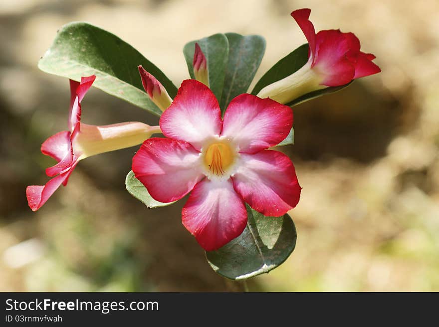 Adenium