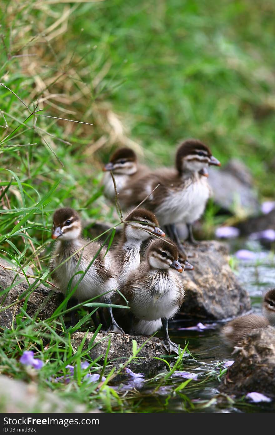 Ducklings by the Pond