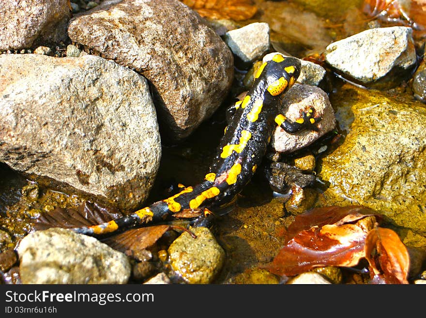 A spotty salamander in a watercourse between stones