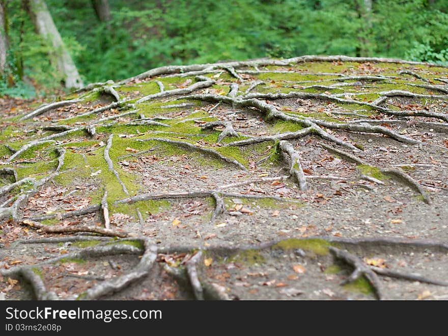 Details of above ground roots of a nearby tree in the forest. Details of above ground roots of a nearby tree in the forest.