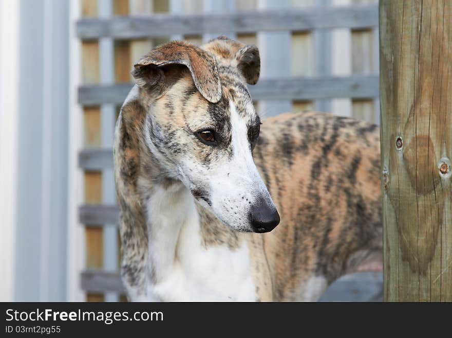 Whippet pup