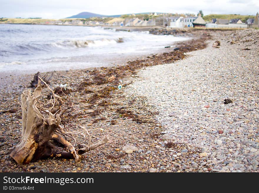 Driftwood washed onto the shore