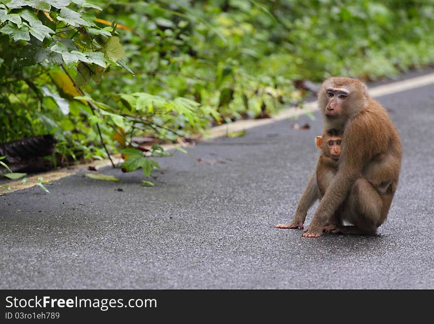 Little monkey hug it mother and looking to camera eyes contact. Little monkey hug it mother and looking to camera eyes contact