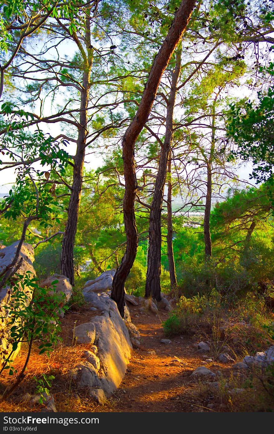 Beautiful wood on mountain (Turkey)