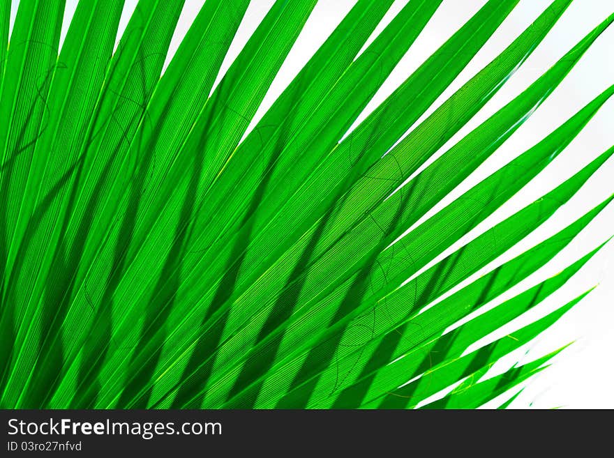 Beautiful sheet of a palm tree on a white background. Beautiful sheet of a palm tree on a white background