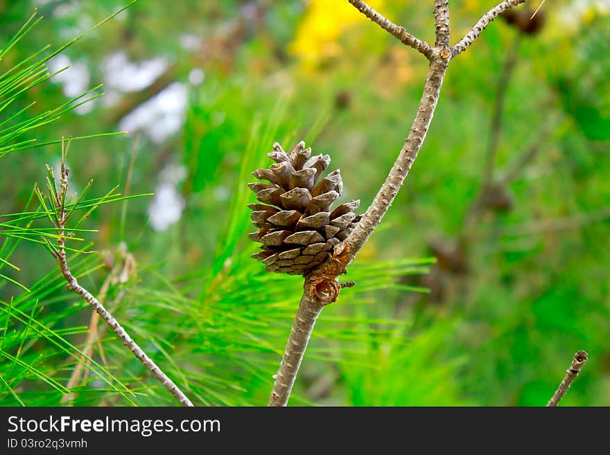 The cone in wood