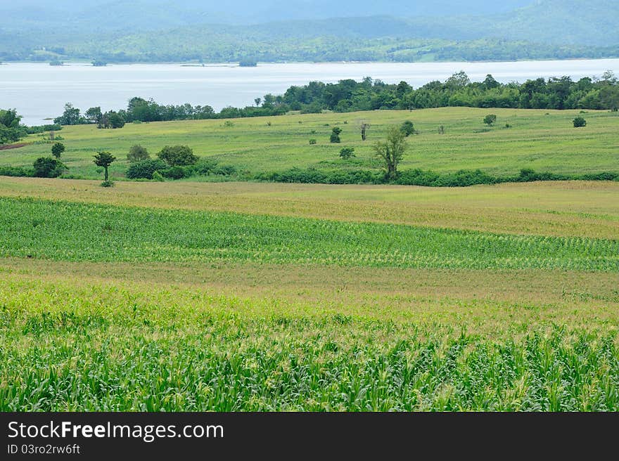 Colorful of corn field with lake