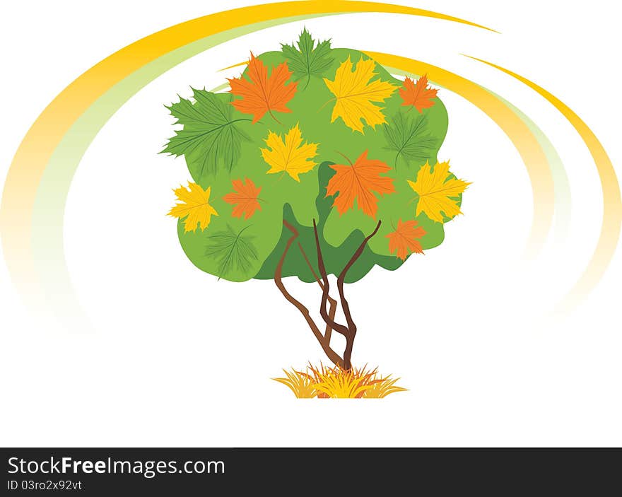 Autumn maple tree isolated on the white. Illustration