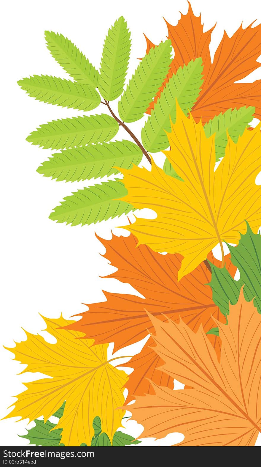 Maple and ash leaves