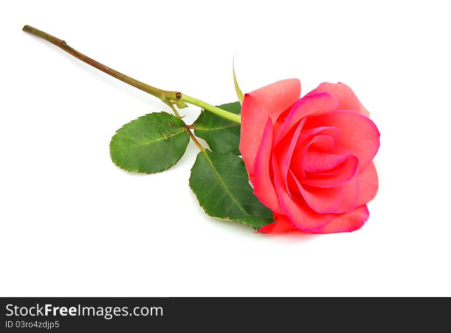 An decorating pink rose laying down