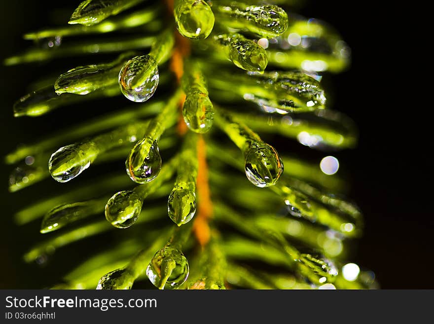 Water drops frozen on pine tree