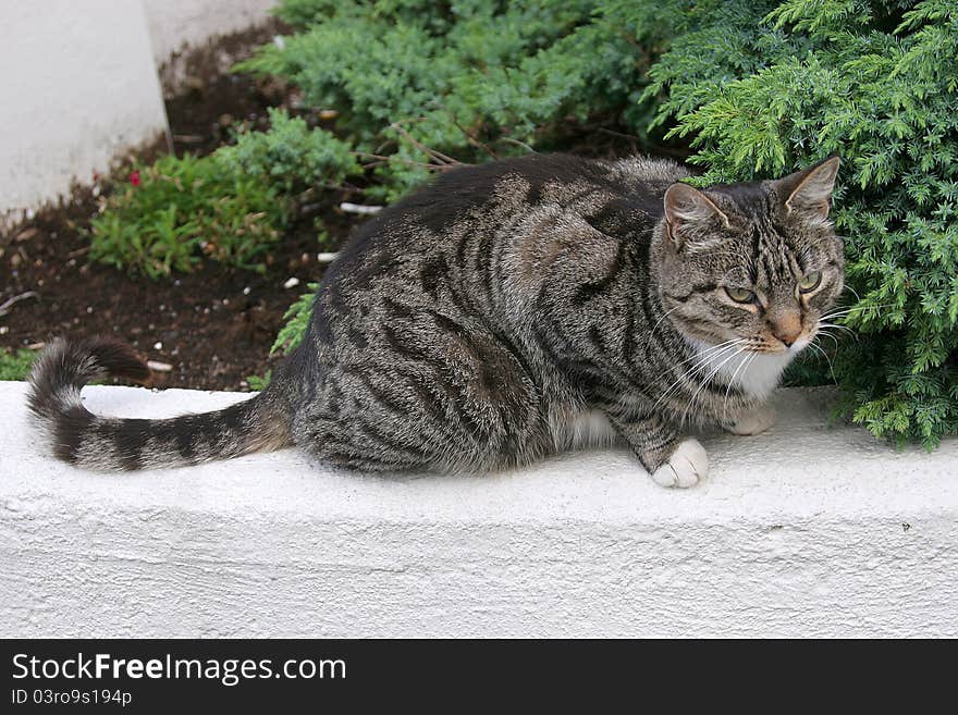 The Norwegian Cat sitting on a stone. The Norwegian Cat sitting on a stone