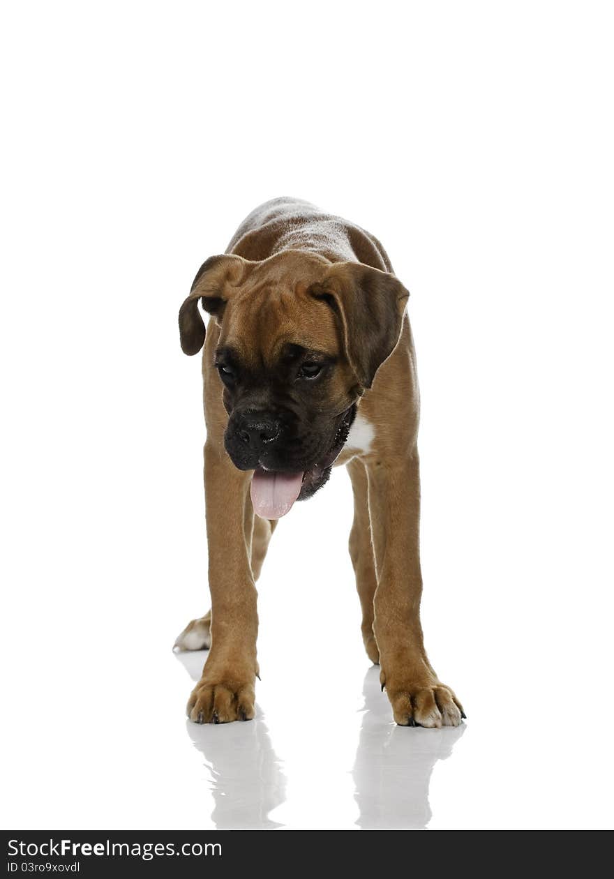 Puppy Boxer ( 4 months) in white background. Puppy Boxer ( 4 months) in white background