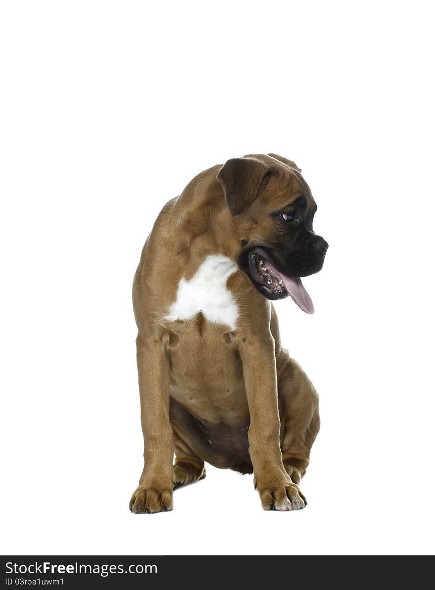 Boxer dog