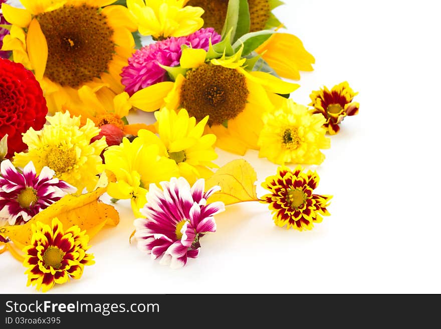 Many beautiful fall colors on a white background. Many beautiful fall colors on a white background