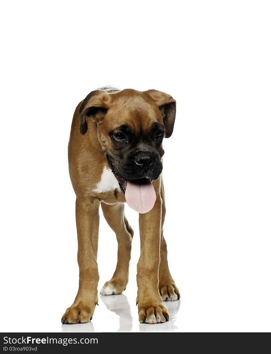 Boxer dog