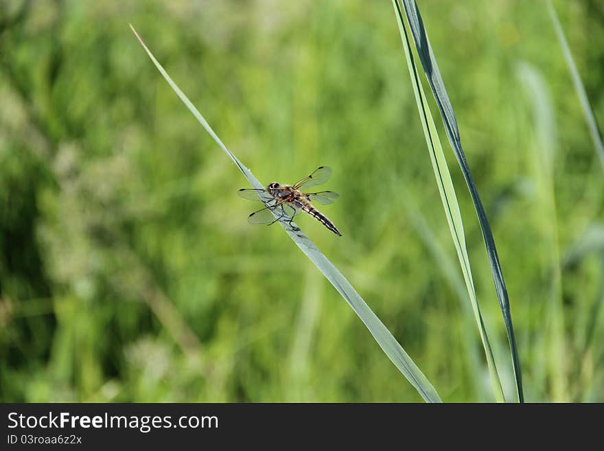 Dragonfly on the green grass