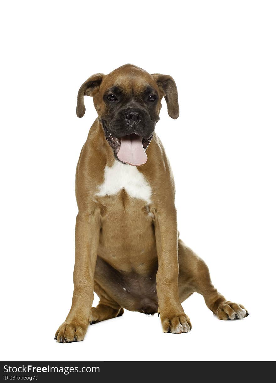 Puppy Boxer ( 4 months) in white background. Puppy Boxer ( 4 months) in white background