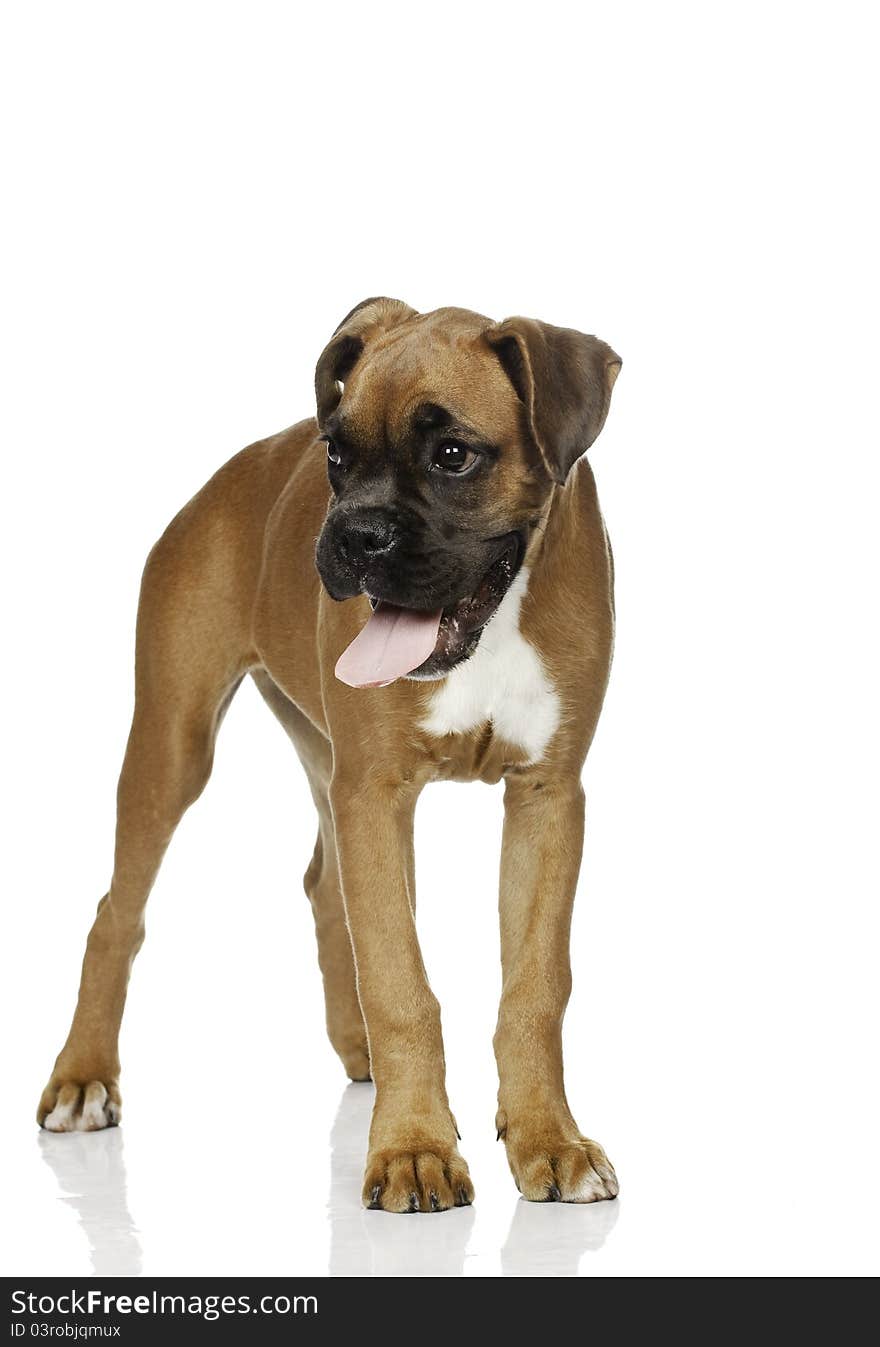 Puppy Boxer ( 4 months) in white background. Puppy Boxer ( 4 months) in white background