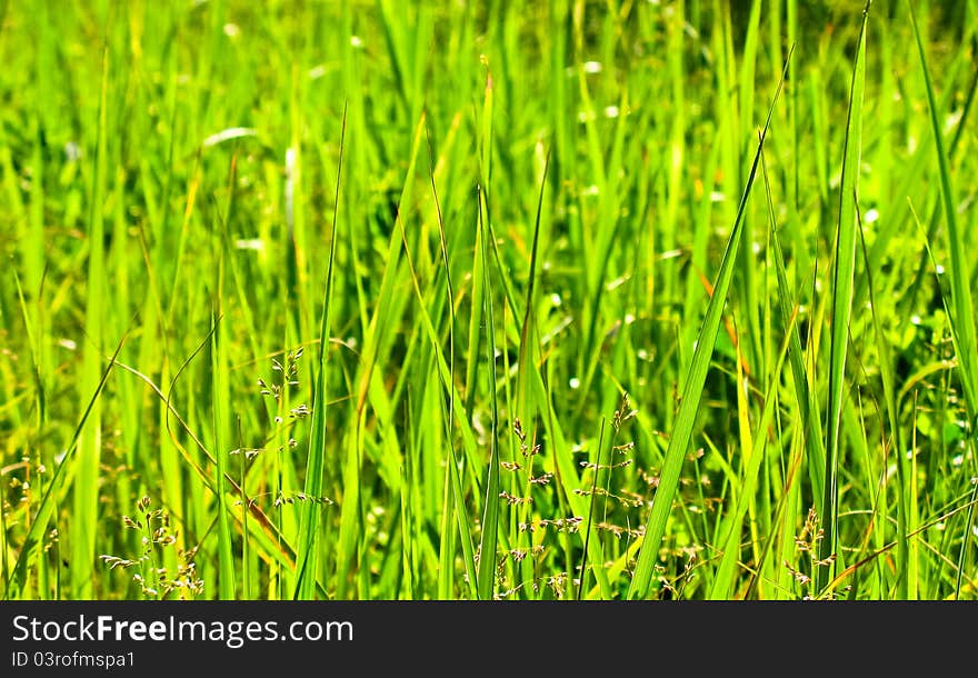 Fresh spring green grass background