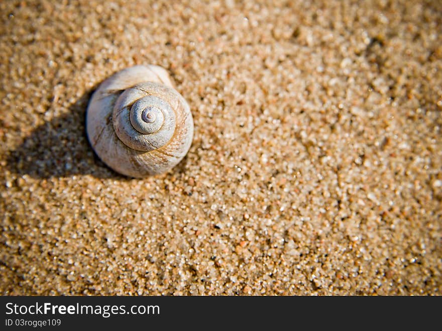 Small sea shell on a the shore of a beach. Small sea shell on a the shore of a beach