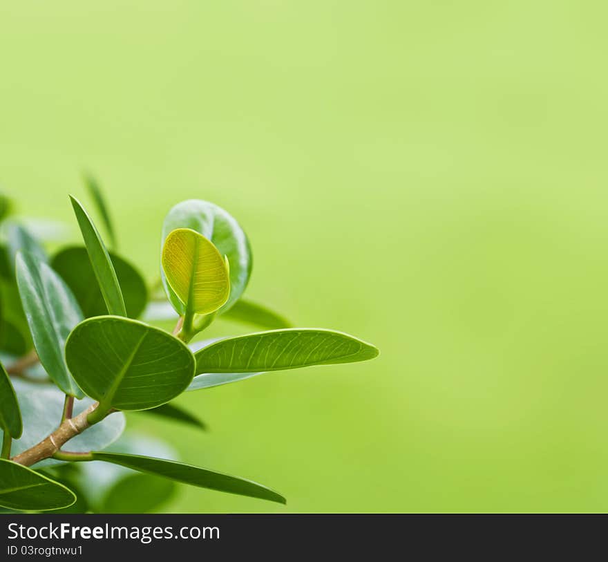 Natural background of young green spring leaves. Natural background of young green spring leaves