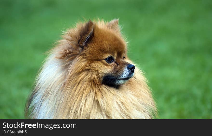 A cute pomerian spitz on green background. A cute pomerian spitz on green background