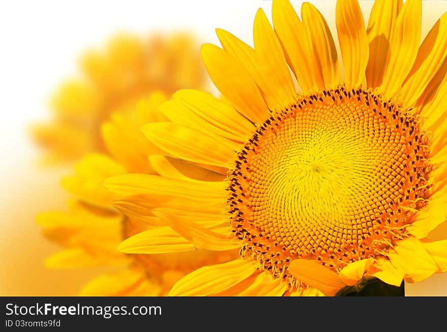 Beautiful yellow sunflower background abstract