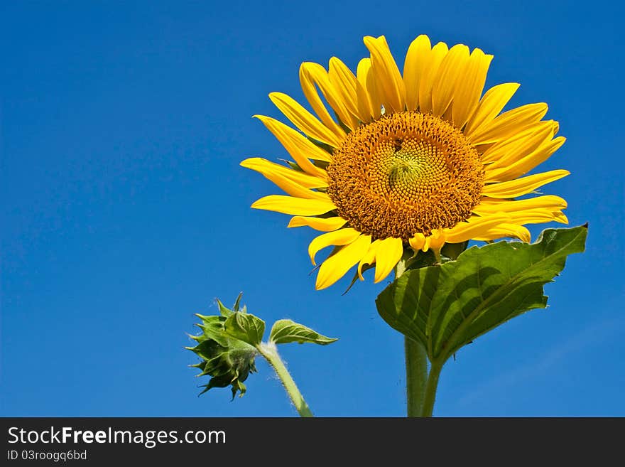 Beautiful yellow sunflower against blue sky background