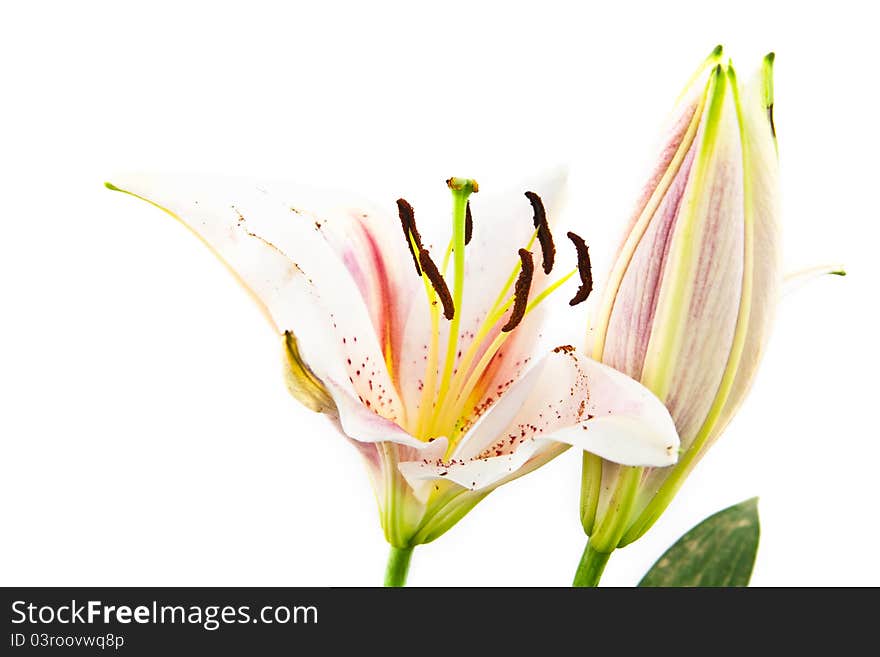 Flower lily isolated on white. Flower lily isolated on white