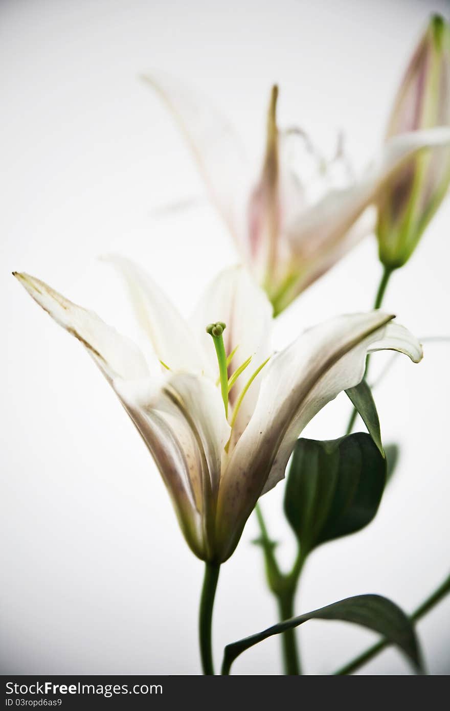 Beautiful lily flower abstract background